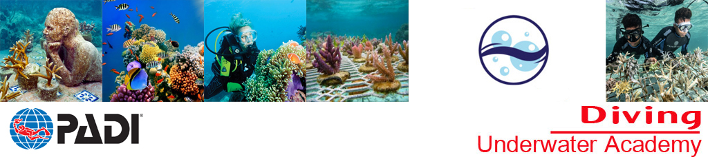 Anyone who likes to dive or snorkel on vibrant reefs - in warm, transparent waters, yet not many recognize what they see or the importance of a coral ecosystem.