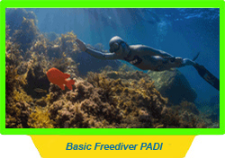 Basic Freediver PADI